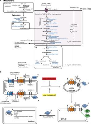 Functional Peroxisomes Are Essential for Efficient Cholesterol Sensing and Synthesis